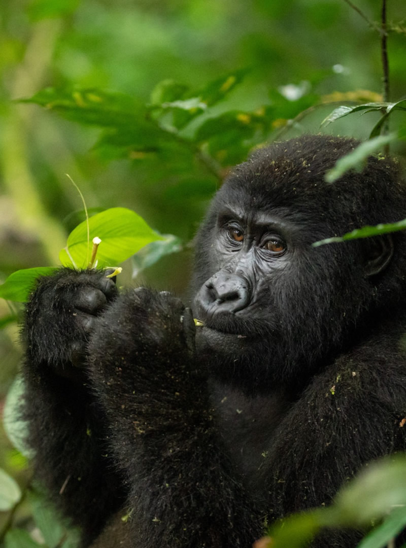 Bwindi Impenetrable Forest