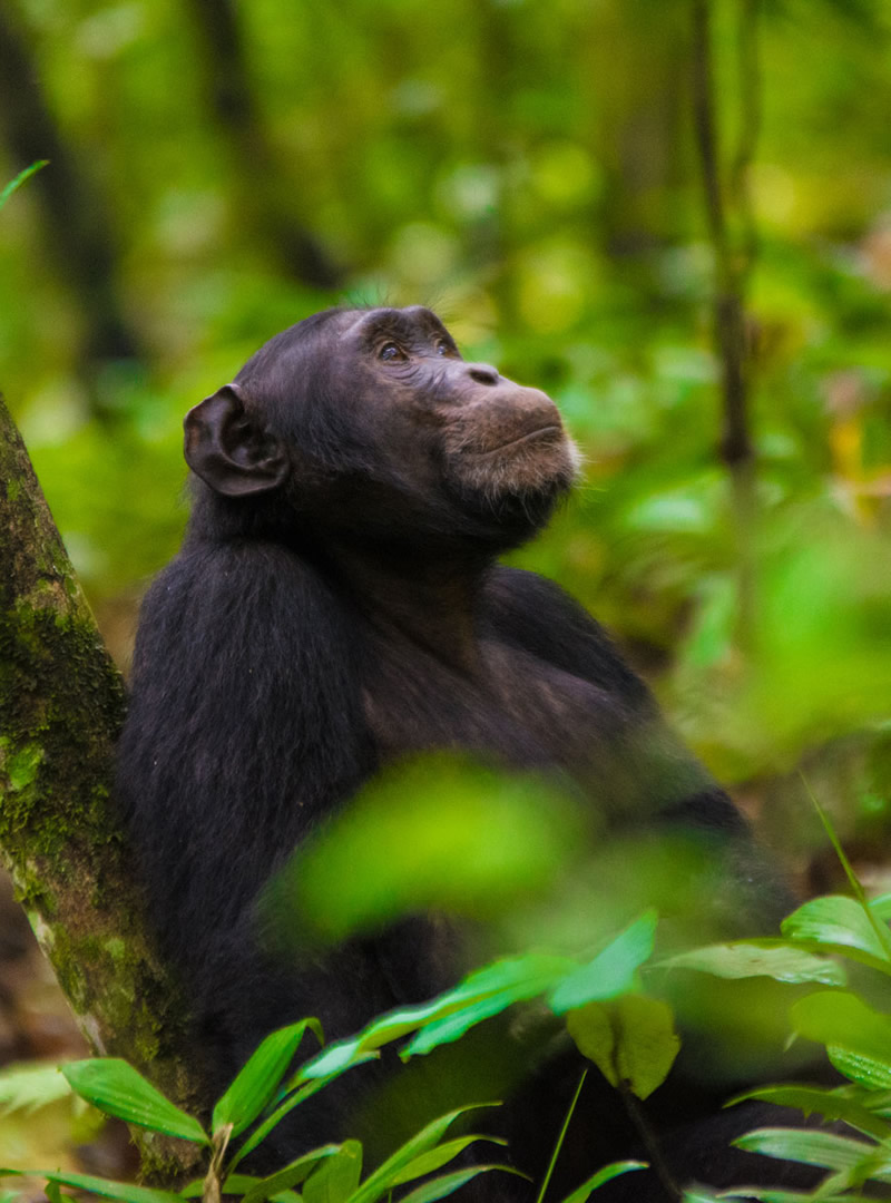 Kibale Forest