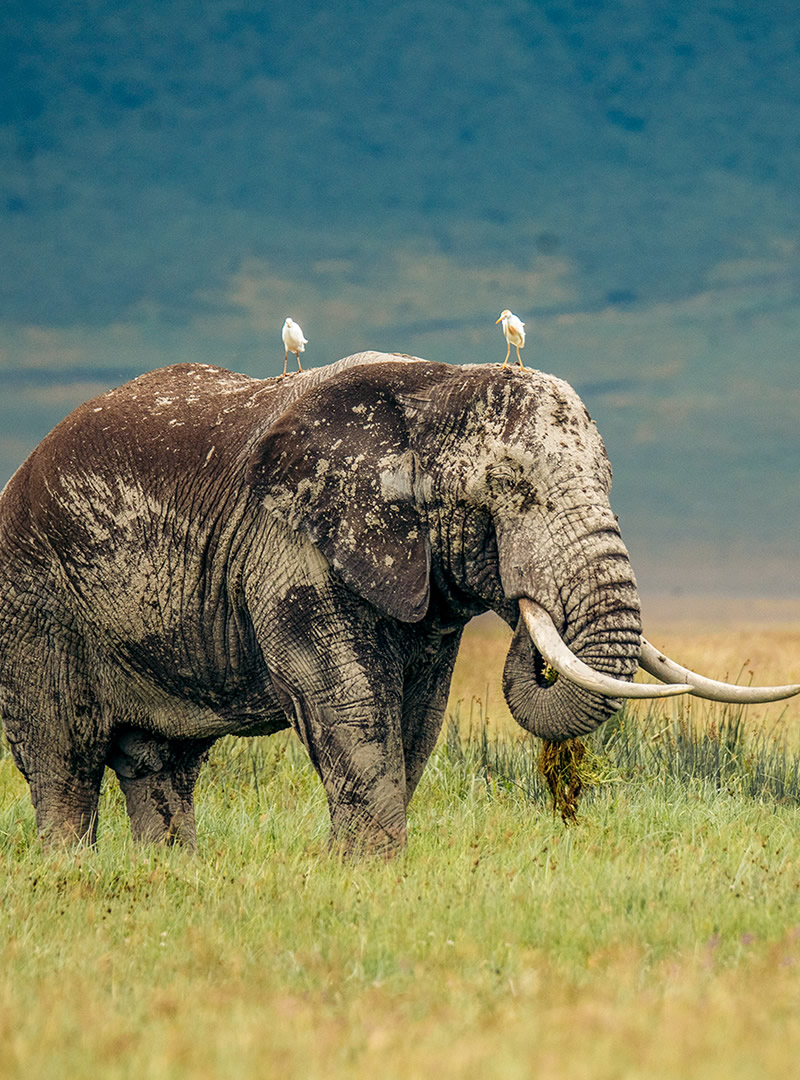 Ngorongoro