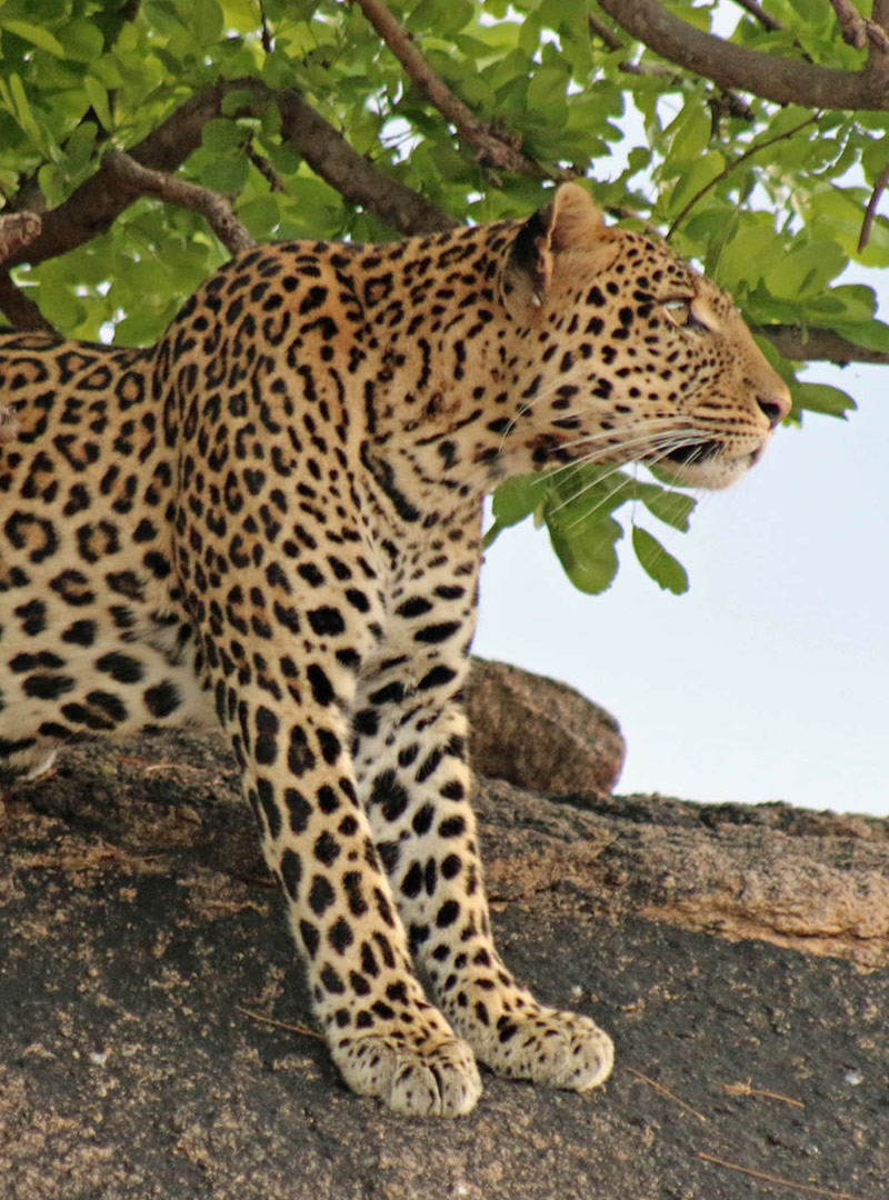 Ruaha