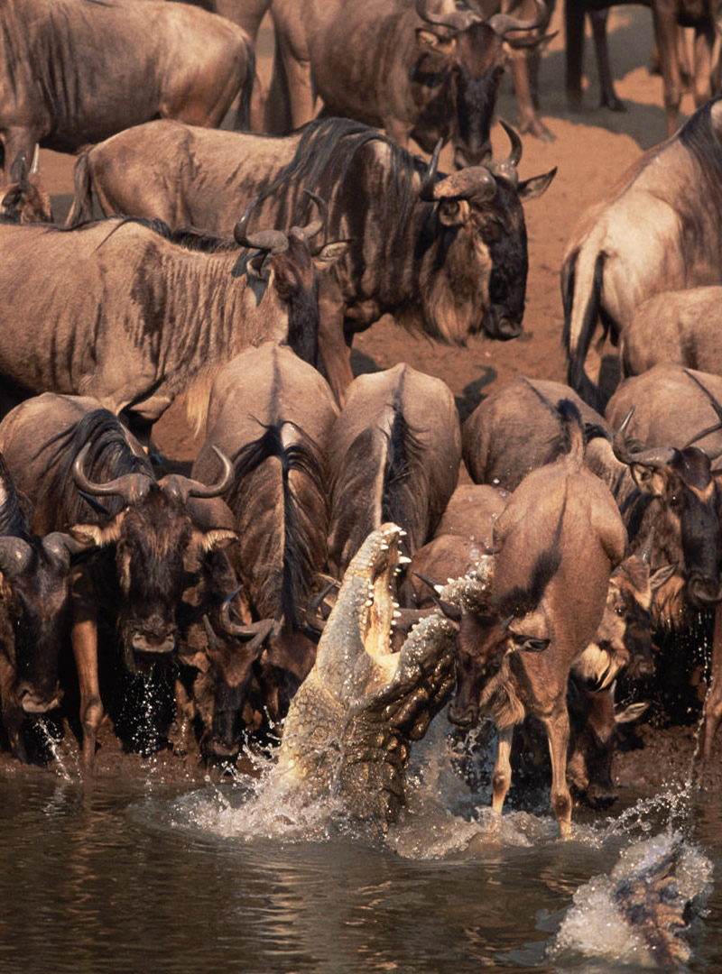 Serengeti