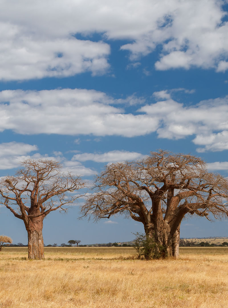 Tarangire