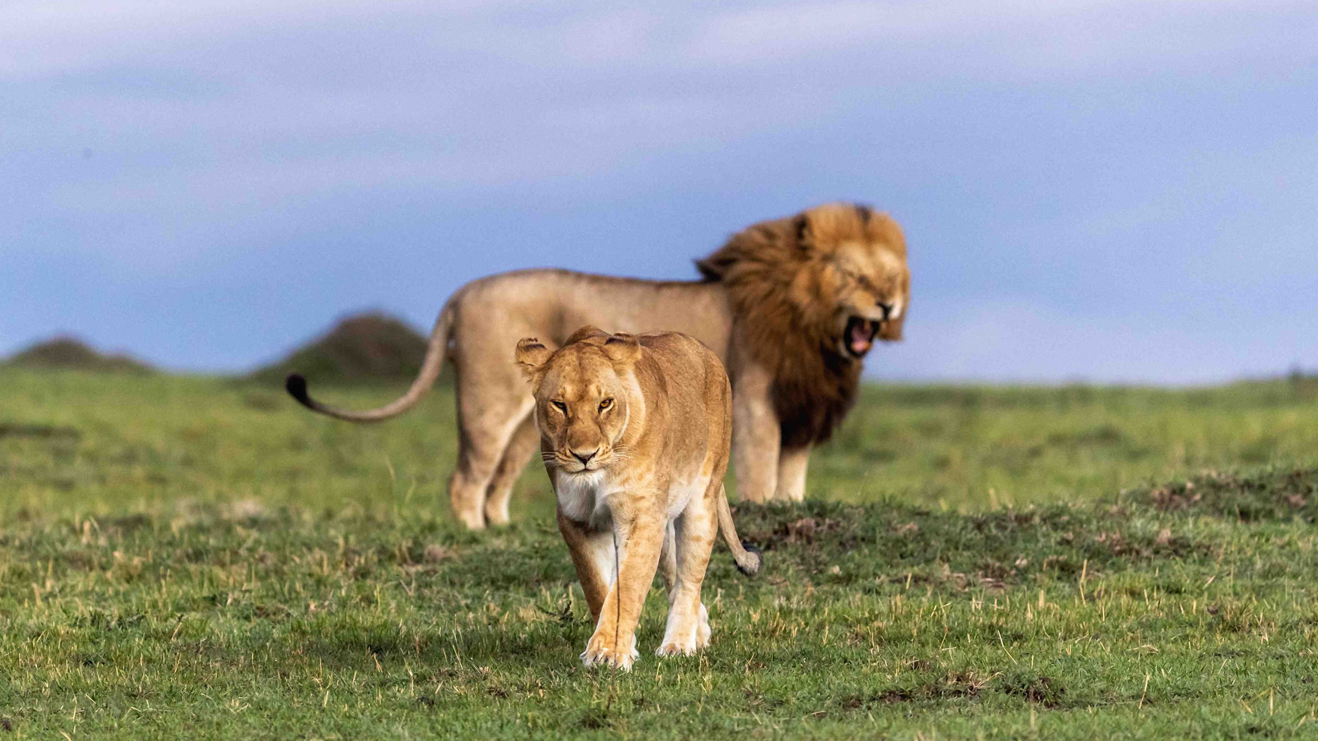 Icons of the Wild
