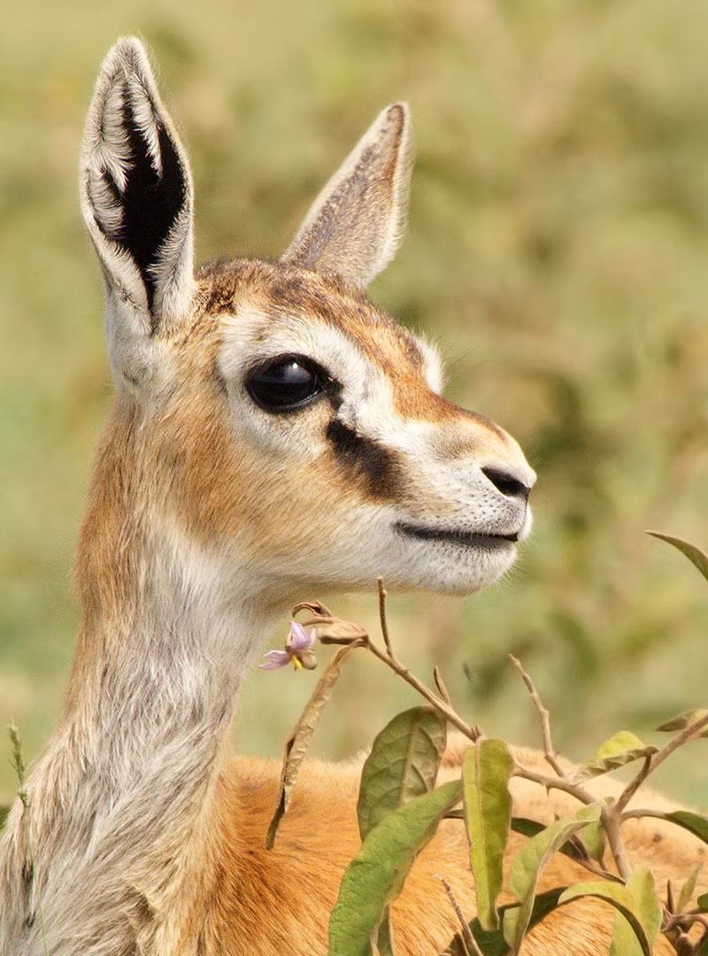Ready to Book Safaris