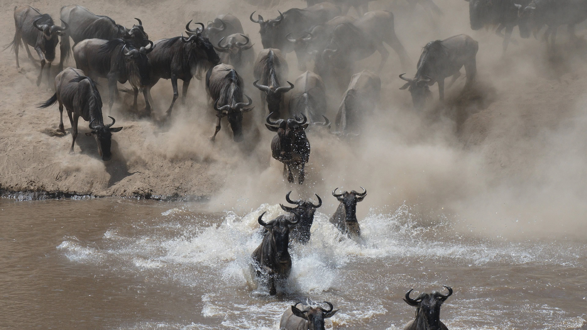 The Great Migration Safari